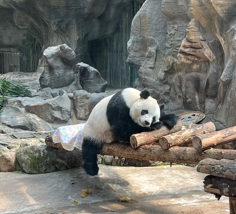 avatar gấu trúc cute 11