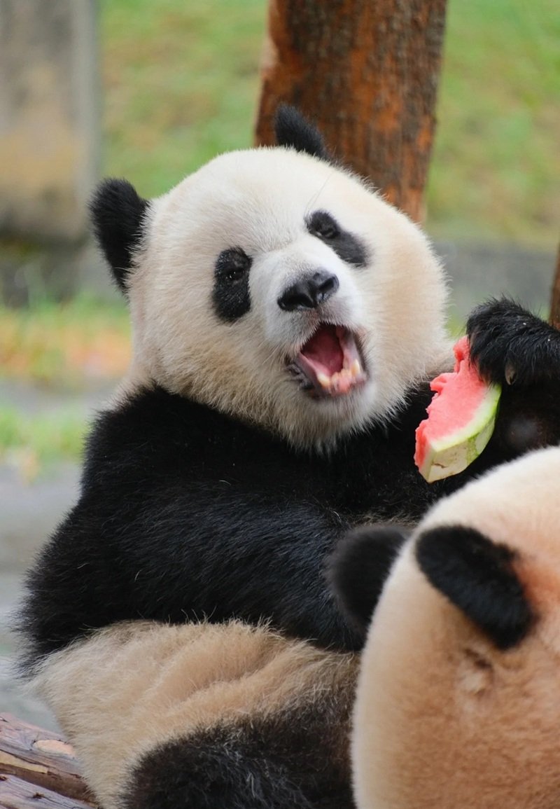 avatar gấu trúc cute 14