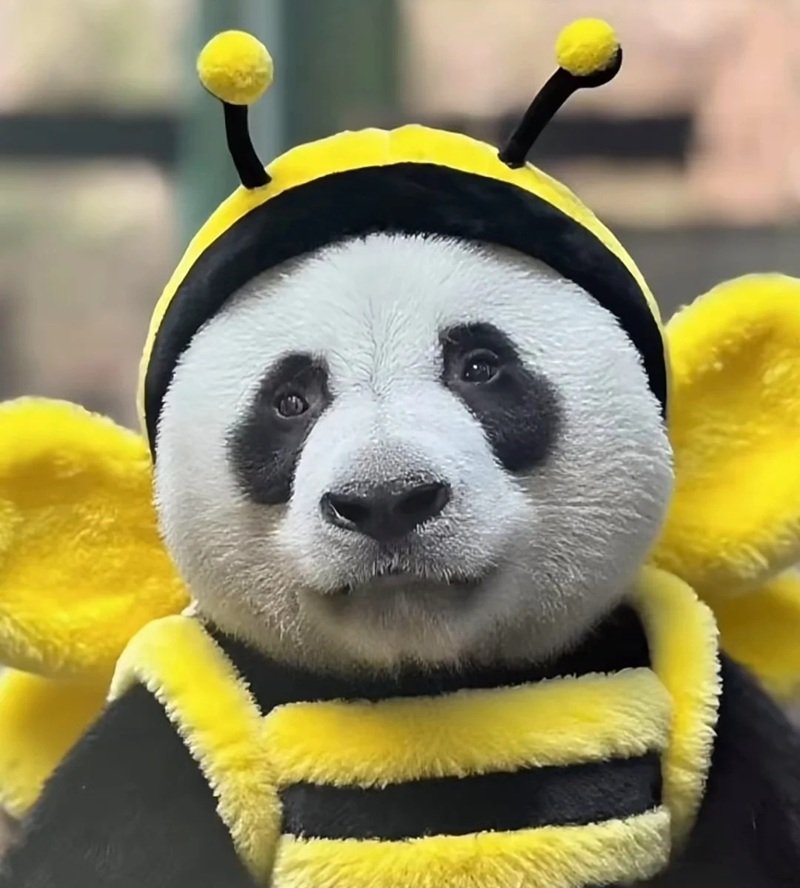 avatar gấu trúc cute 16