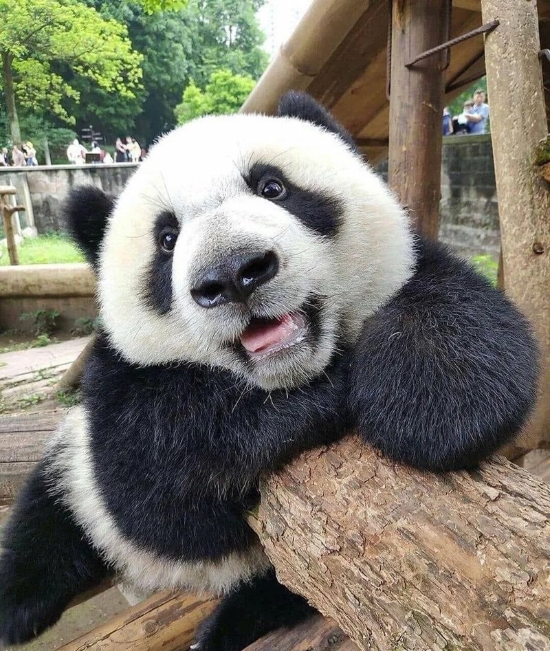 avatar gấu trúc cute 17