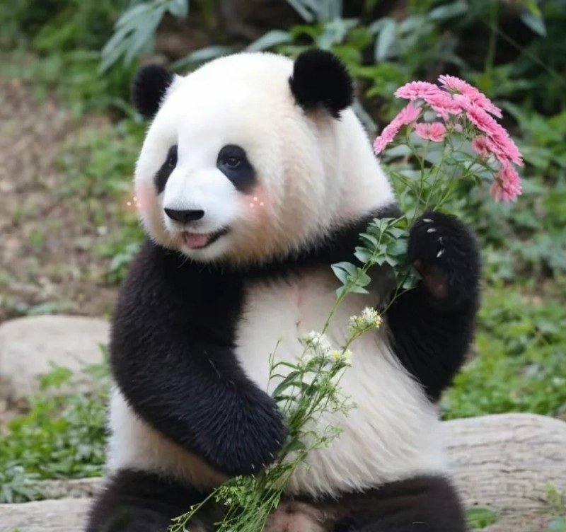 avatar gấu trúc cute 18