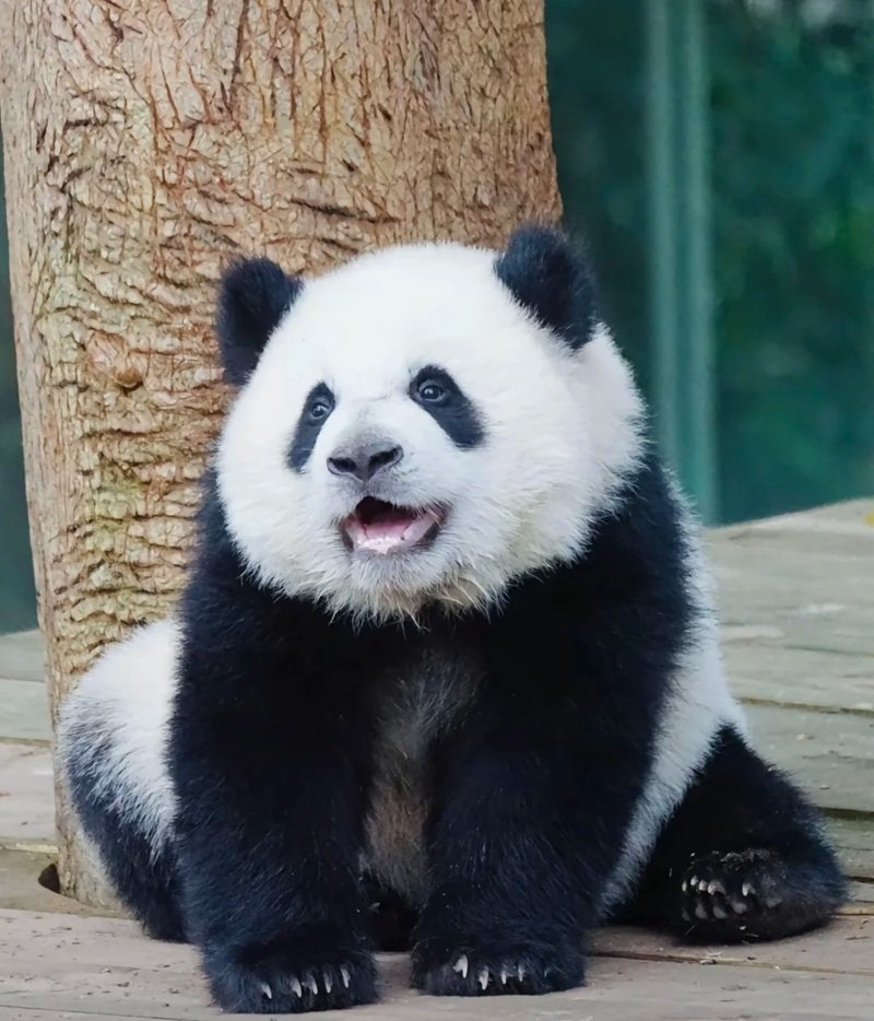 avatar gấu trúc cute 2