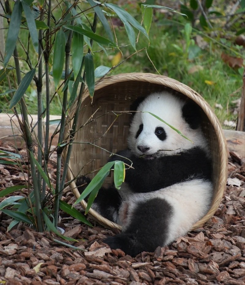 avatar gấu trúc cute 28