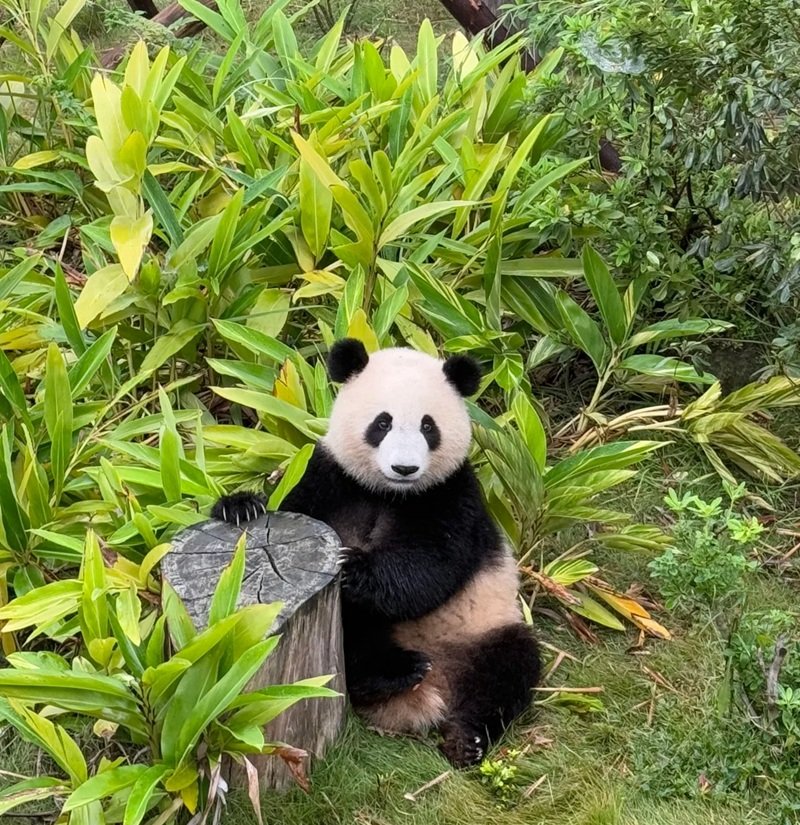 avatar gấu trúc cute 3