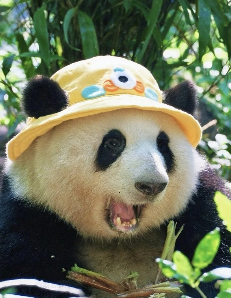 avatar gấu trúc cute 31