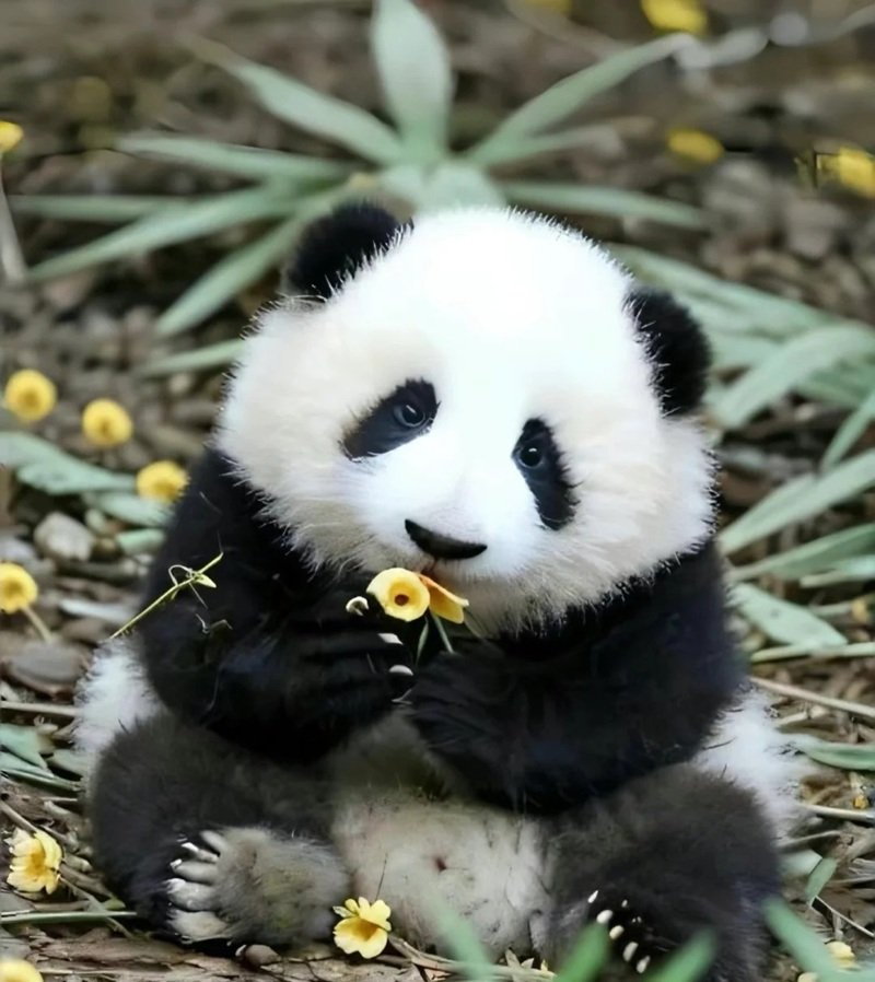 avatar gấu trúc cute 33