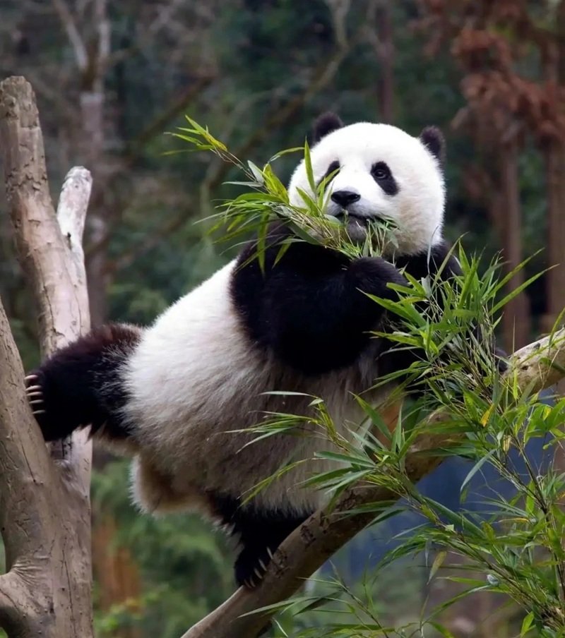 avatar gấu trúc cute 36