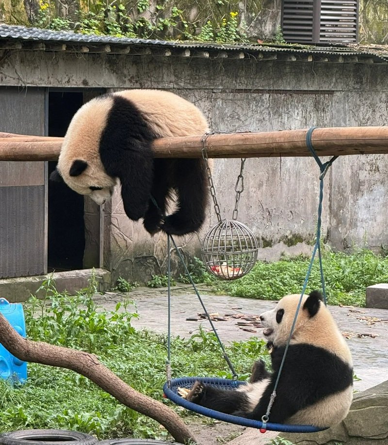 avatar gấu trúc cute 38