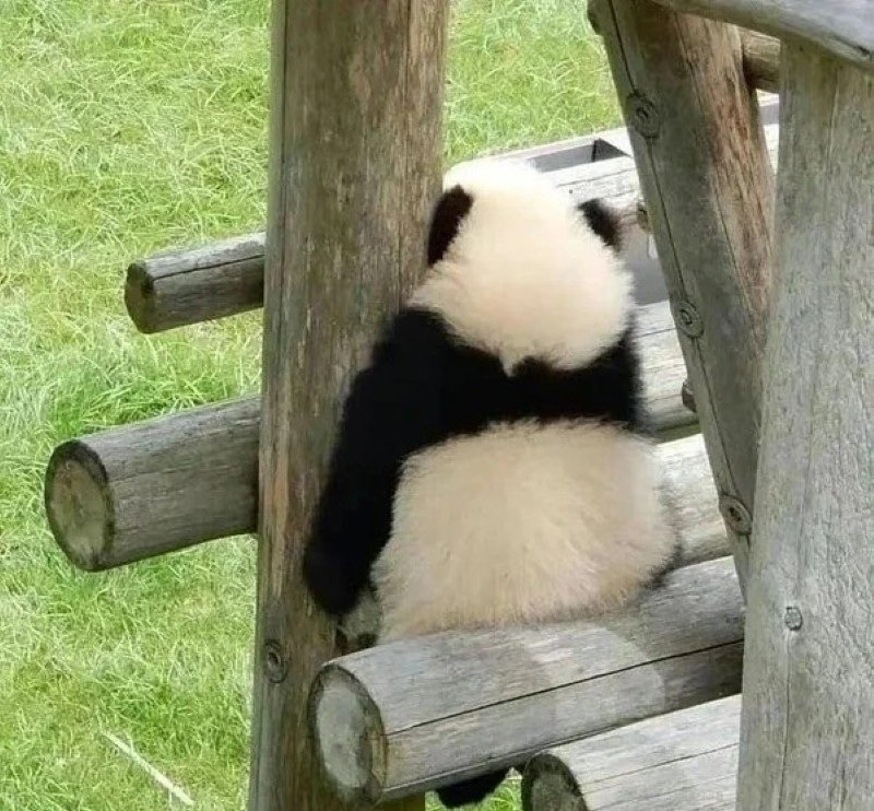 avatar gấu trúc cute 4