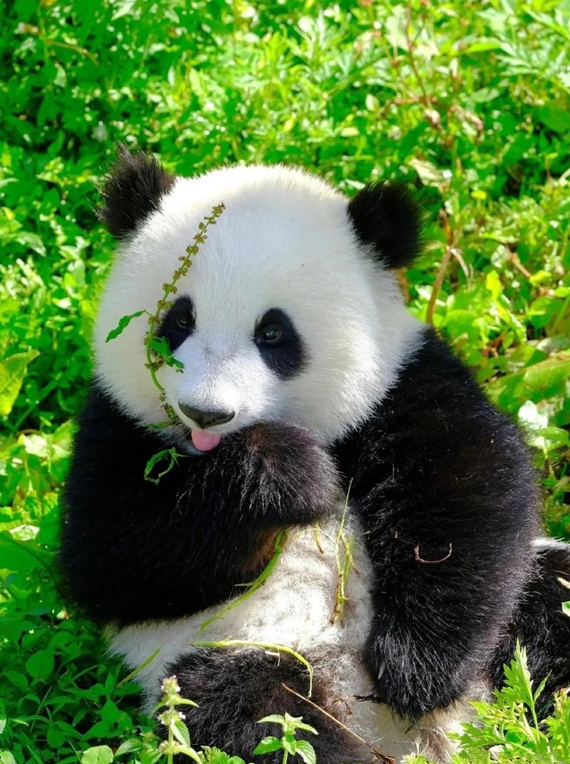 avatar gấu trúc cute 40