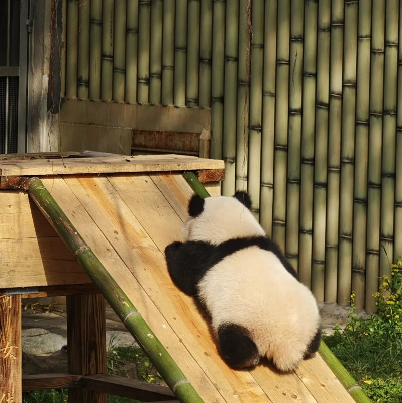 avatar gấu trúc cute 41