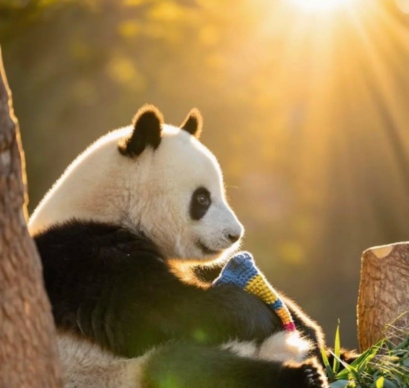 avatar gấu trúc cute 42