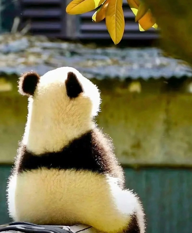 avatar gấu trúc cute 43