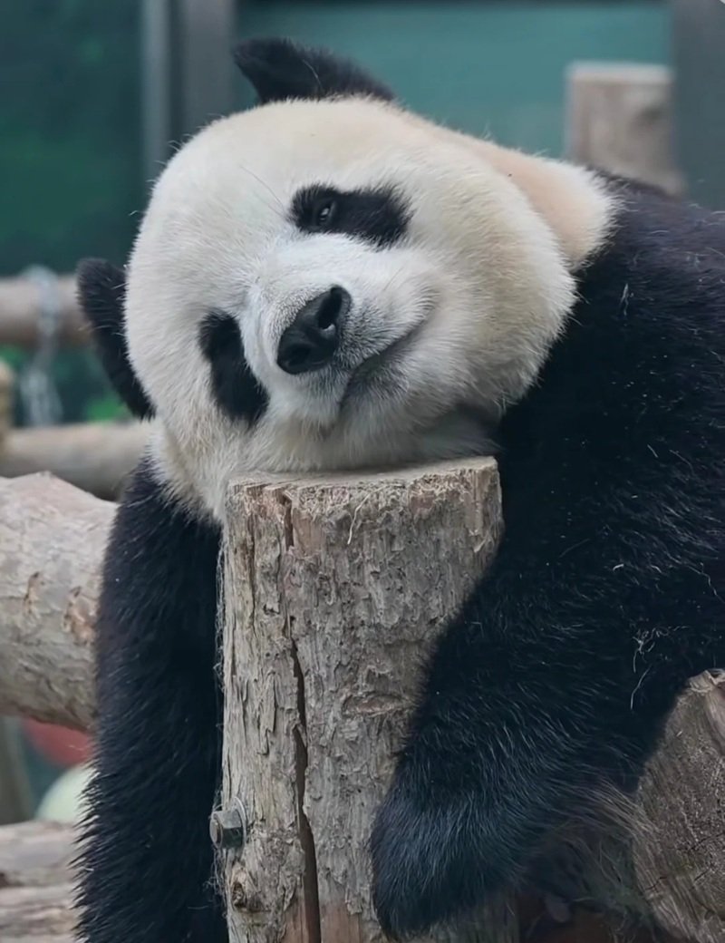 avatar gấu trúc cute 6