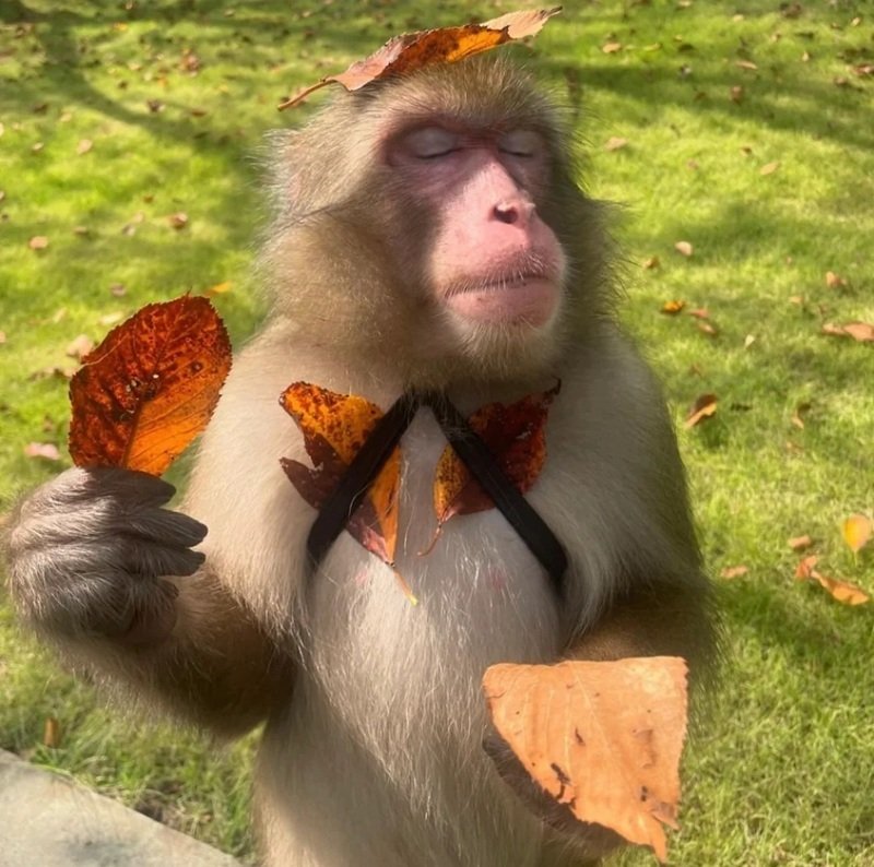 avatar hài ngầu 12