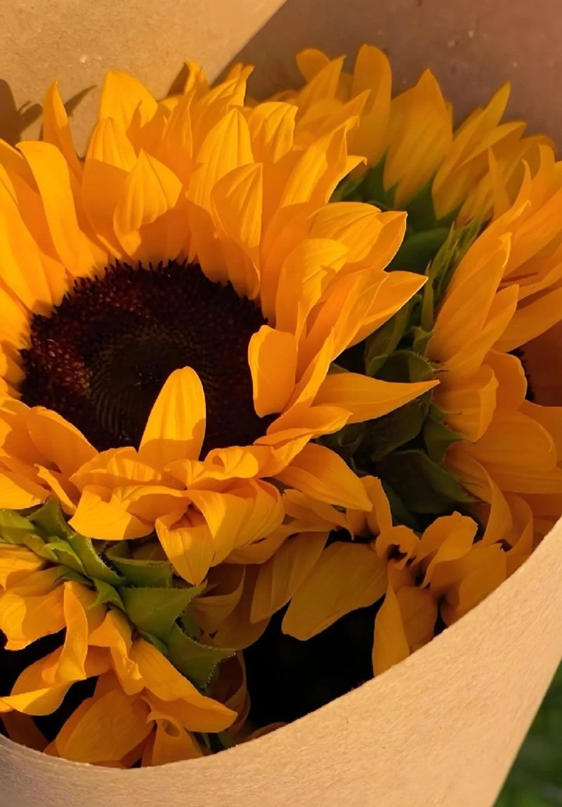 avatar hoa hướng dương buồn 20