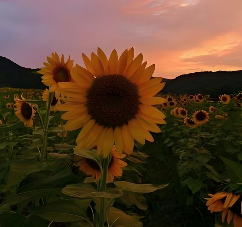 avatar hoa hướng dương buồn 3