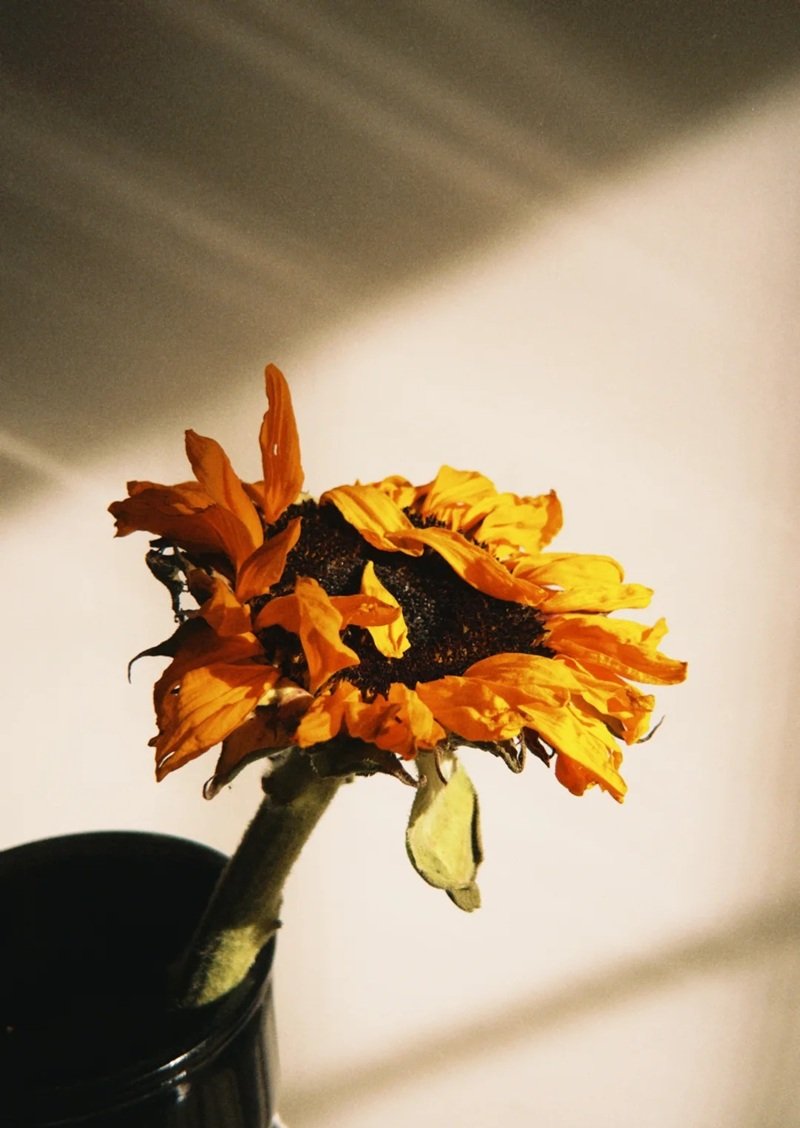 avatar hoa hướng dương buồn 30