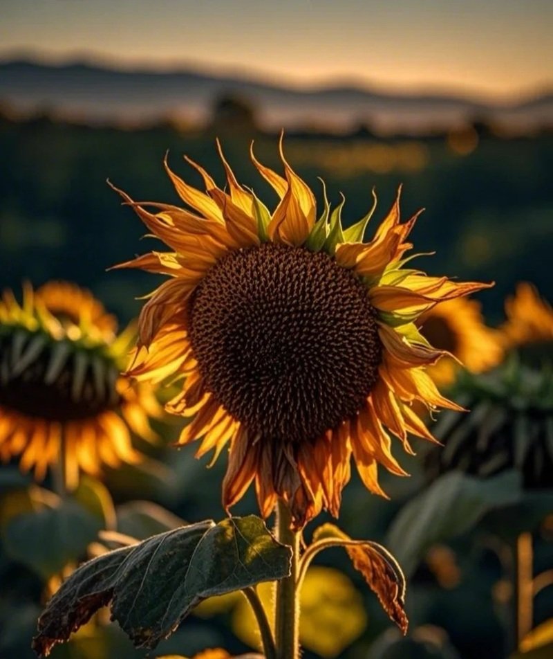 avatar hoa hướng dương buồn 36