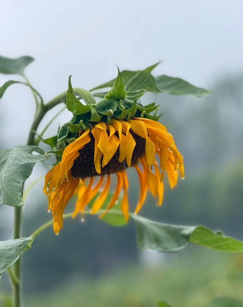 avatar hoa hướng dương buồn 37