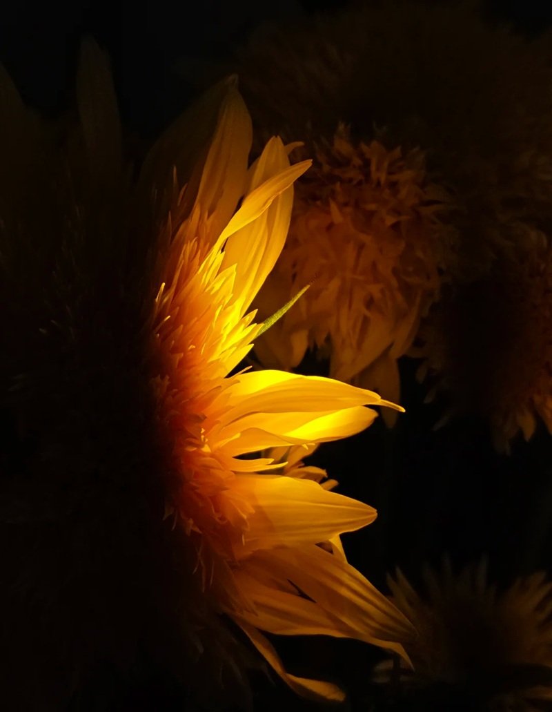 avatar hoa hướng dương buồn 5