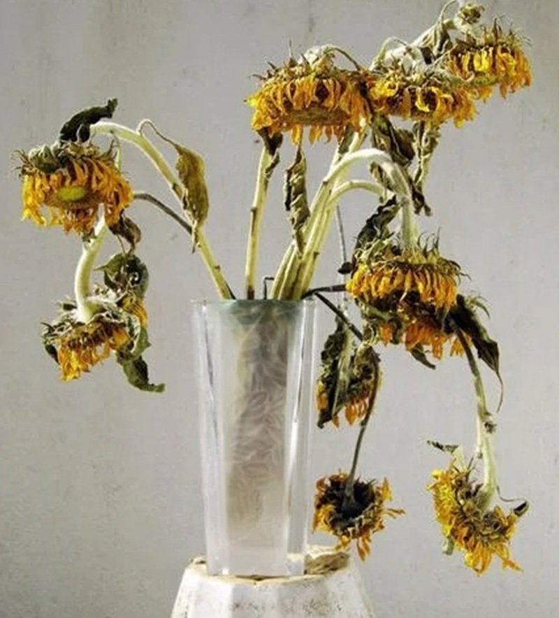 avatar hoa hướng dương buồn 6