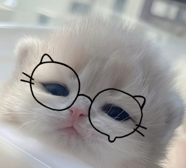 avatar mèo buồn 1