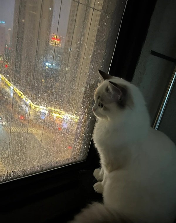 avatar mèo buồn 14