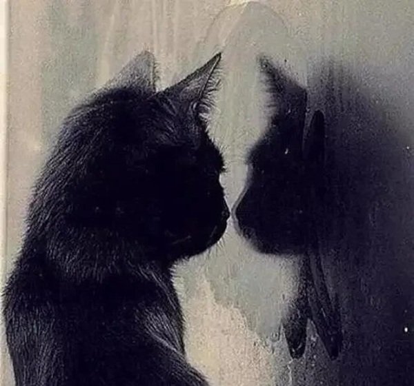 avatar mèo buồn 22