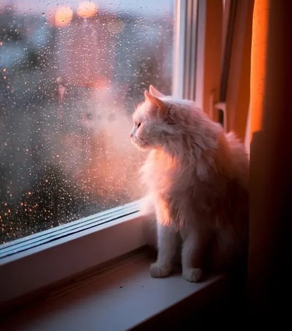 avatar mèo buồn 23