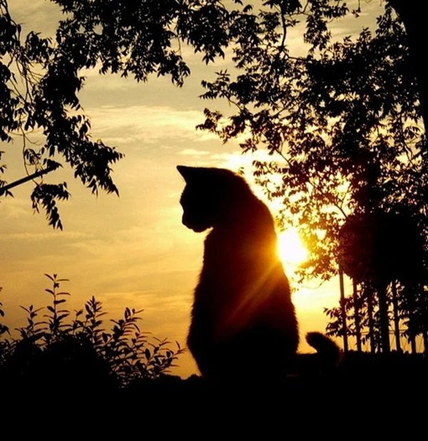 avatar mèo buồn 24