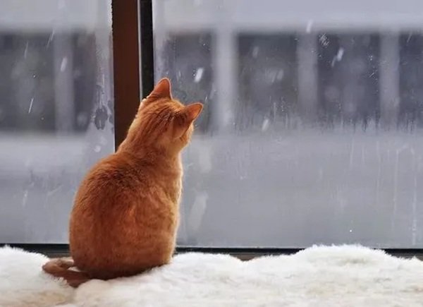 avatar mèo buồn 25