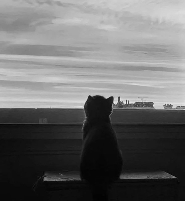 avatar mèo buồn 27