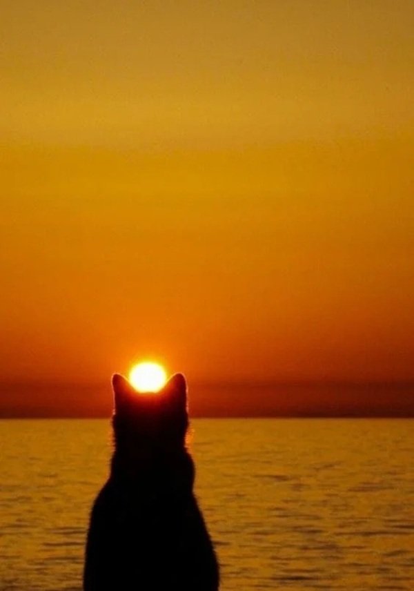 avatar mèo buồn 31