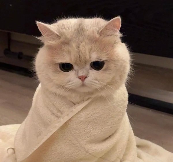 avatar mèo buồn 39