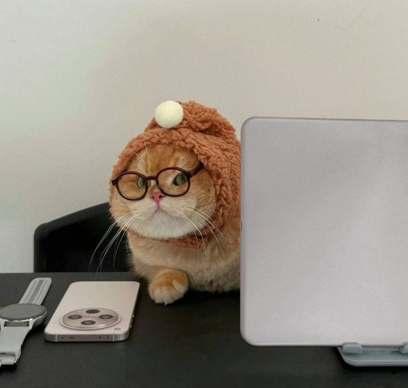 avatar mèo đeo kính cute 10
