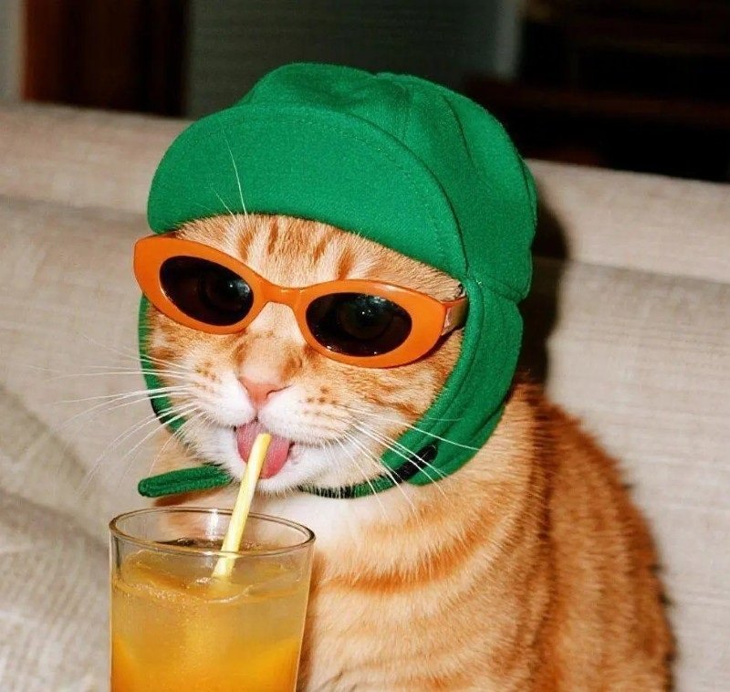 avatar mèo đeo kính cute 17