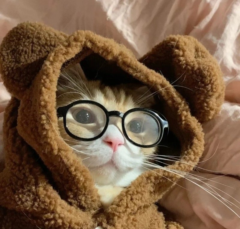 avatar mèo đeo kính cute 20