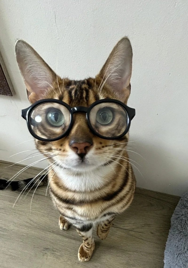 avatar mèo đeo kính cute 21