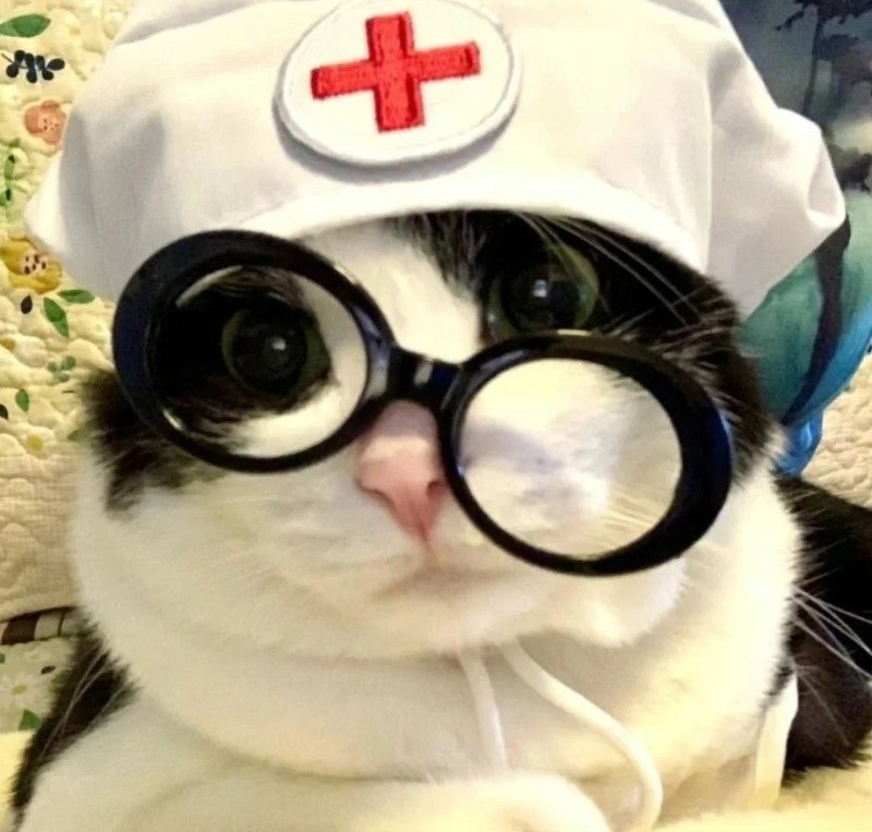 avatar mèo đeo kính cute 23