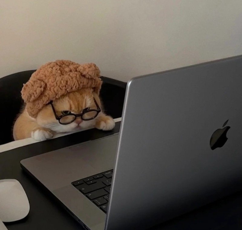 avatar mèo đeo kính cute 24