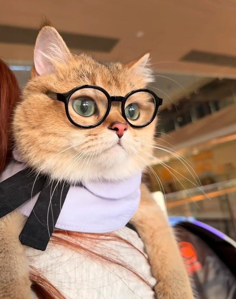 avatar mèo đeo kính cute 28
