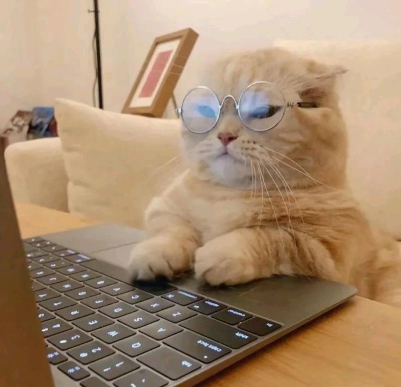 avatar mèo đeo kính cute 30