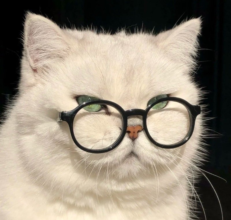 avatar mèo đeo kính cute 31