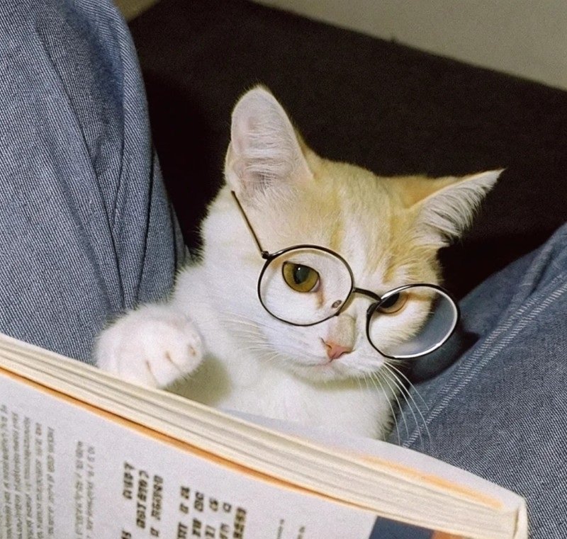 avatar mèo đeo kính cute 33