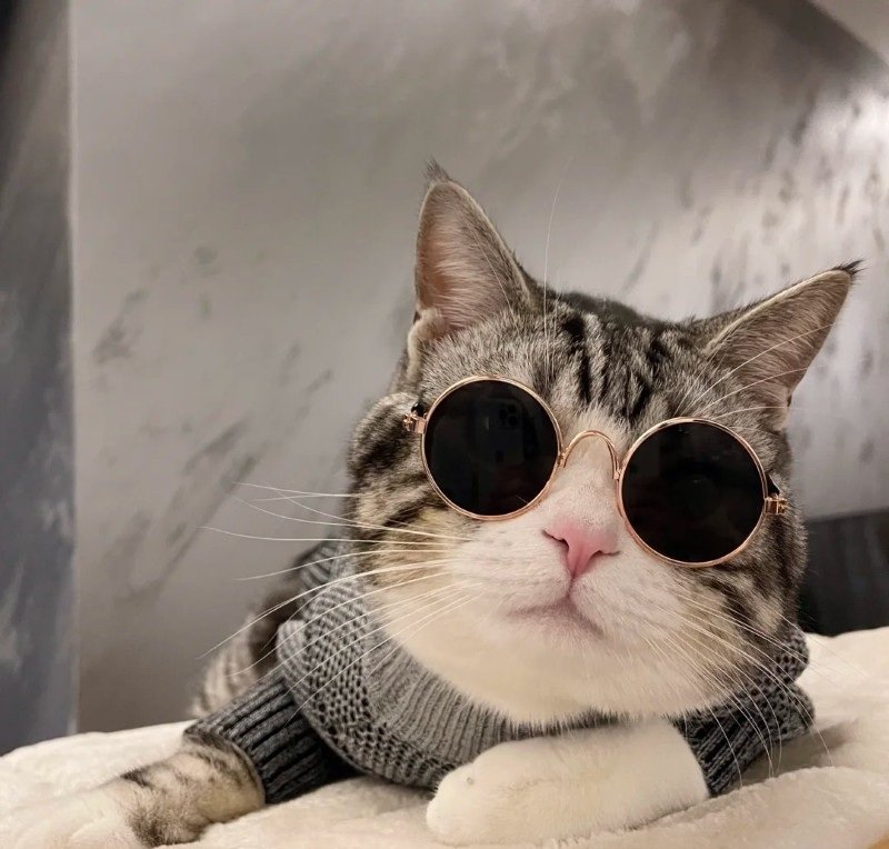 avatar mèo đeo kính cute 34
