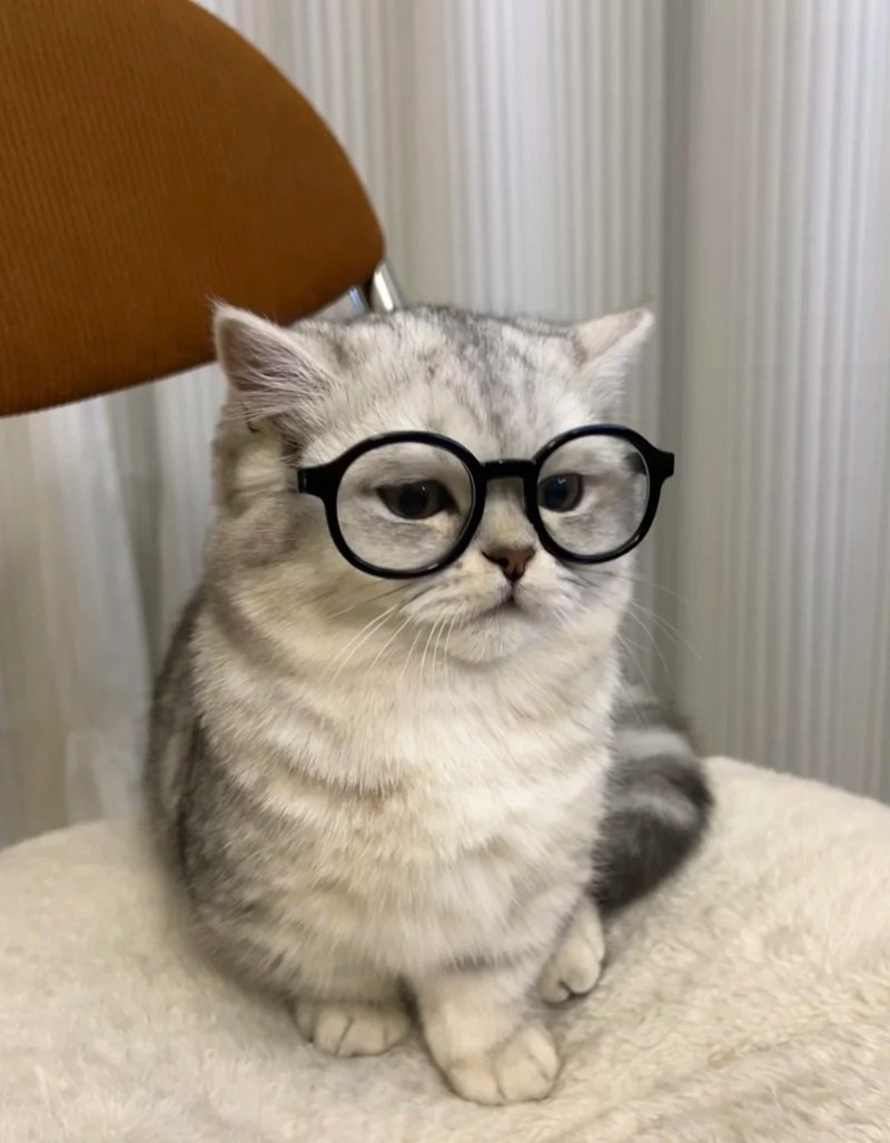avatar mèo đeo kính cute 35