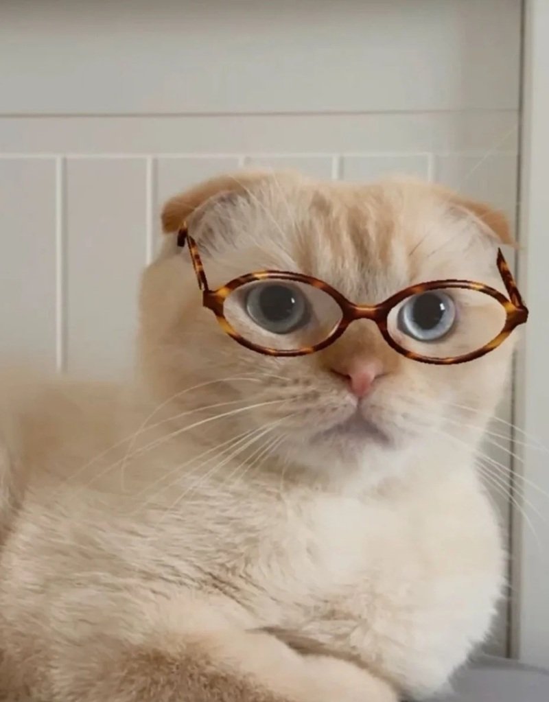 avatar mèo đeo kính cute 36