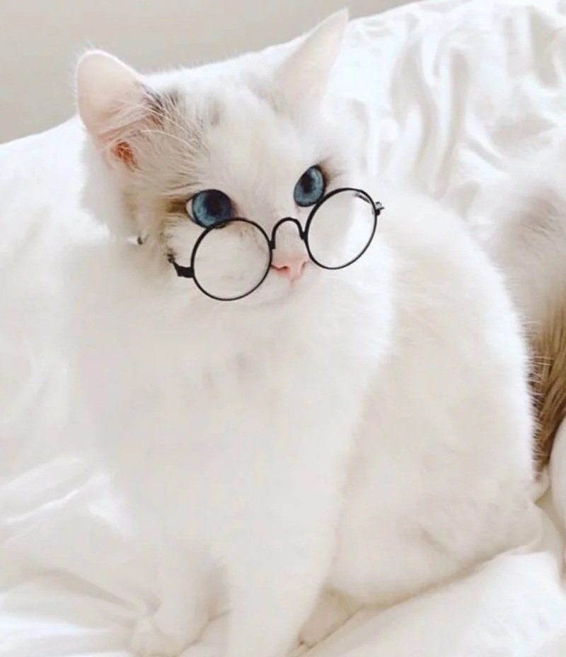 avatar mèo đeo kính cute 37
