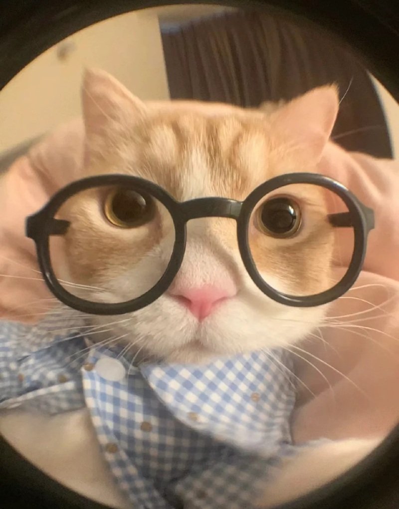 avatar mèo đeo kính cute 41